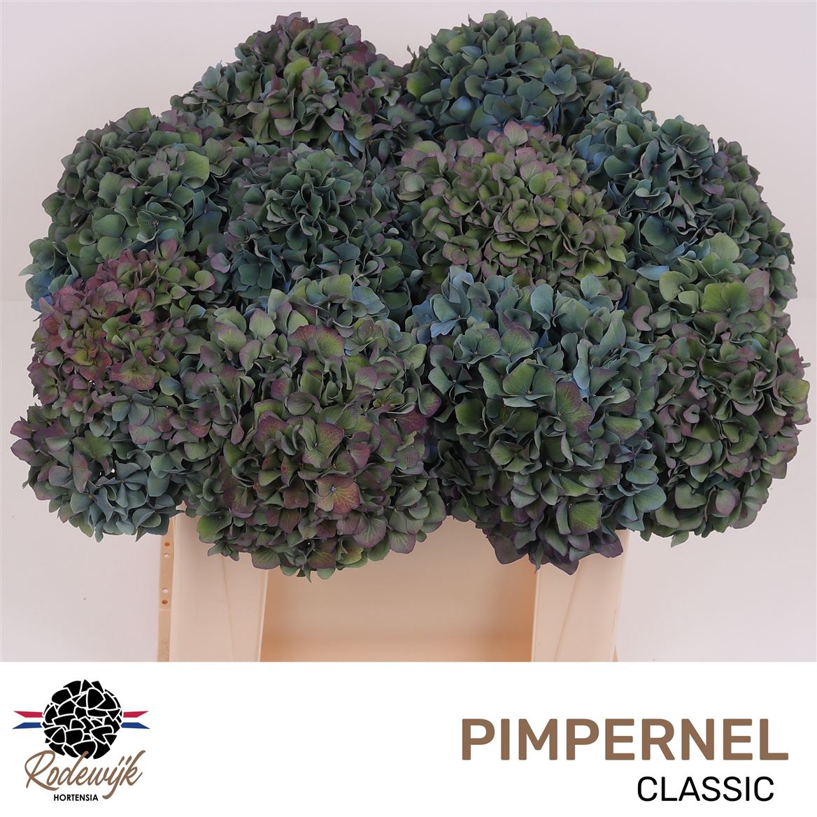Hydrangea Pimpernel Classic 50cm 18-20cm Hd