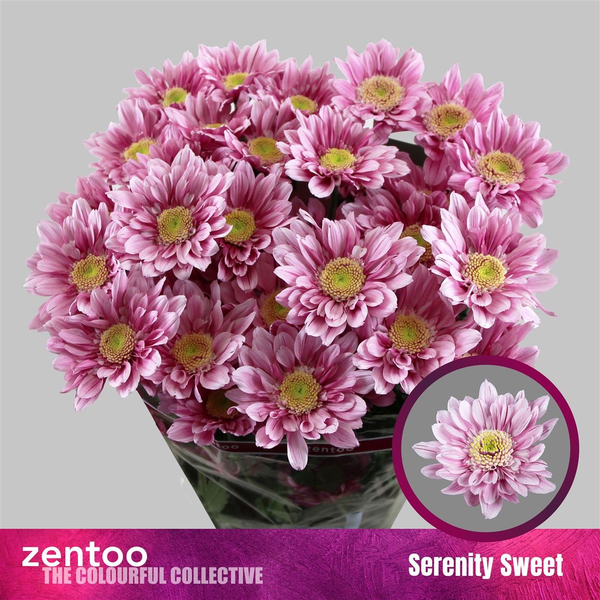 Chrysanth Spray Serenity Sweet 70cm 80gr.