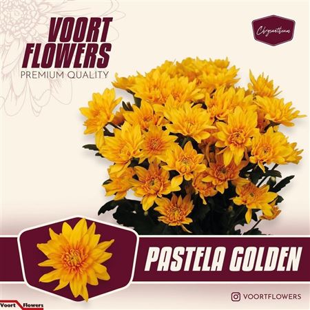 Chrysanth Spray Pastela Golden 70cm 75gr.