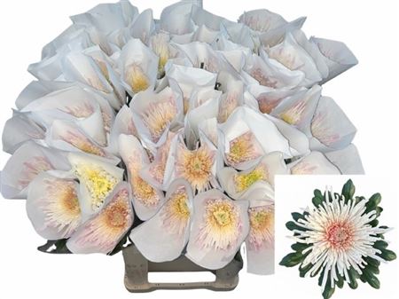 Chrysanth Single Spider Spivio 80cm 115gr.