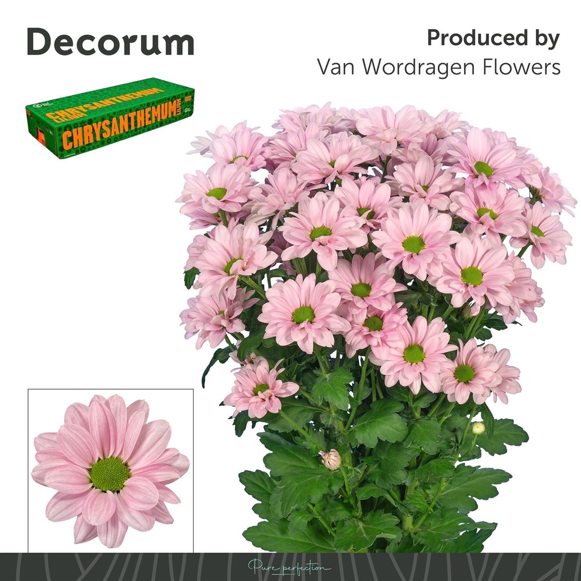 Chrysanth Spray Kennedy Rosy 70cm 80gr.