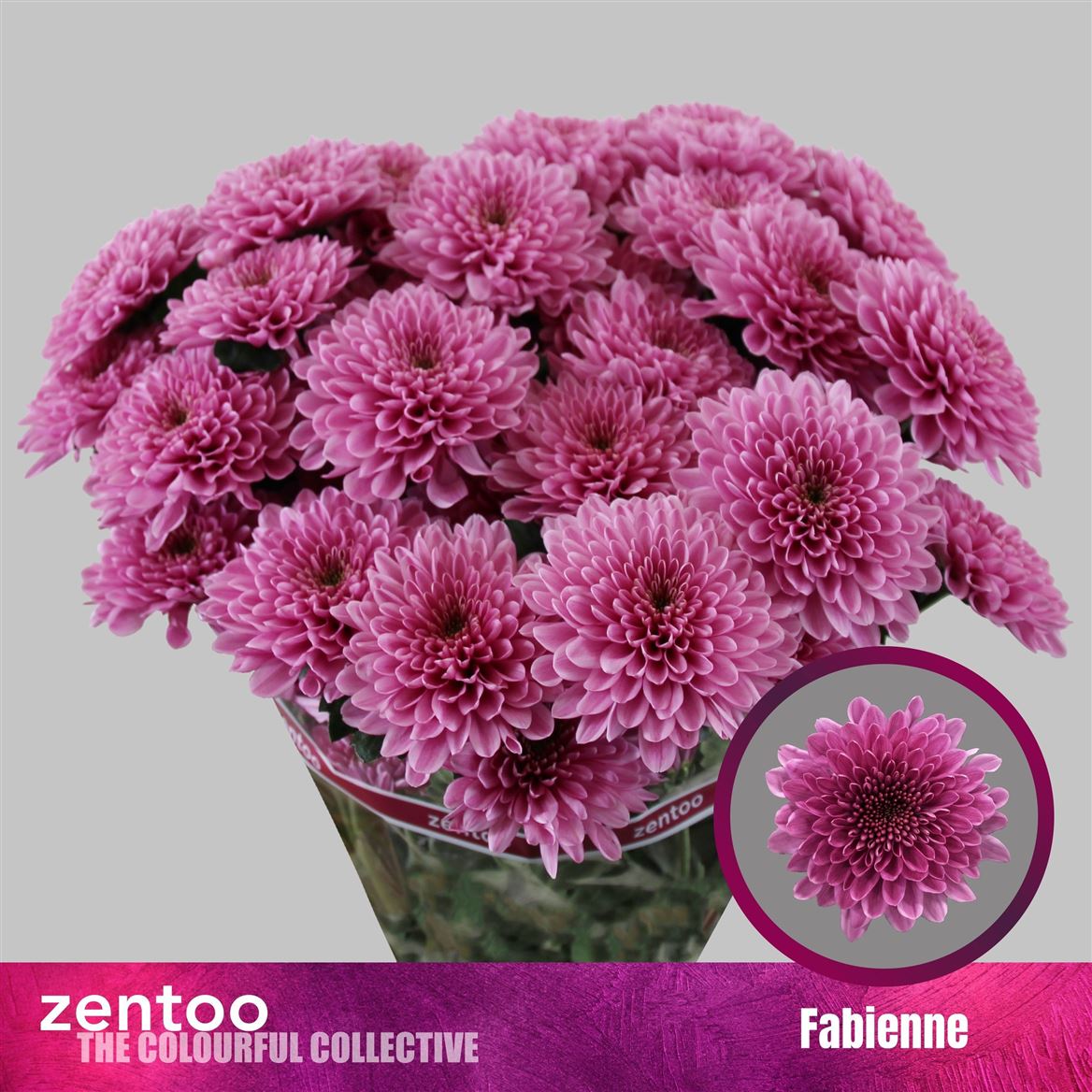 Chrysanth Spray Fabiënne 70cm 95gr.