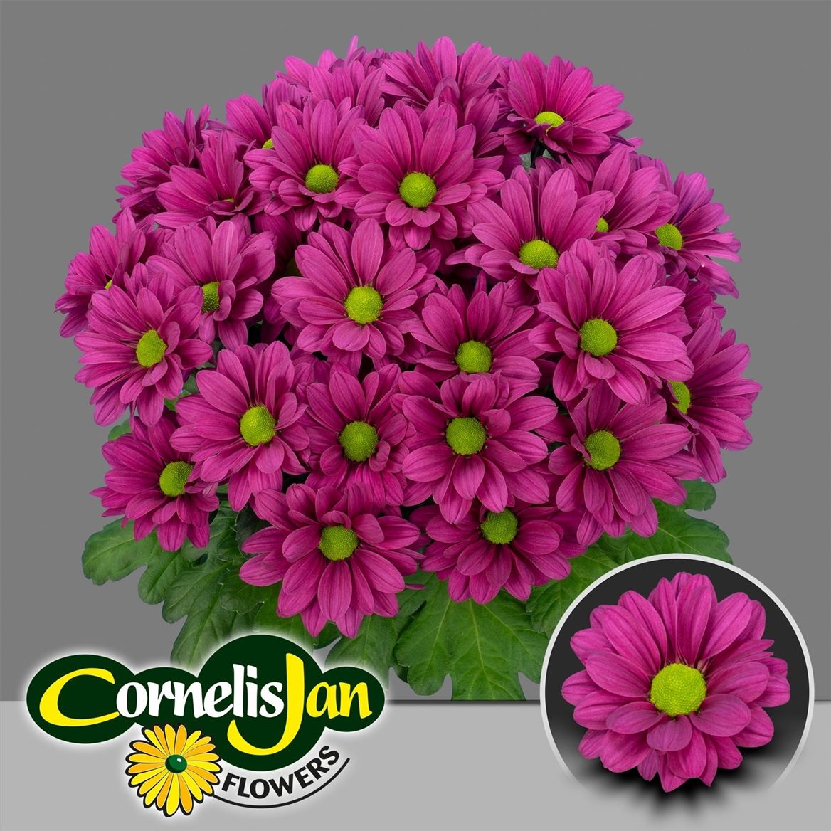 Chrysanth Spray Randall 70cm 105gr.