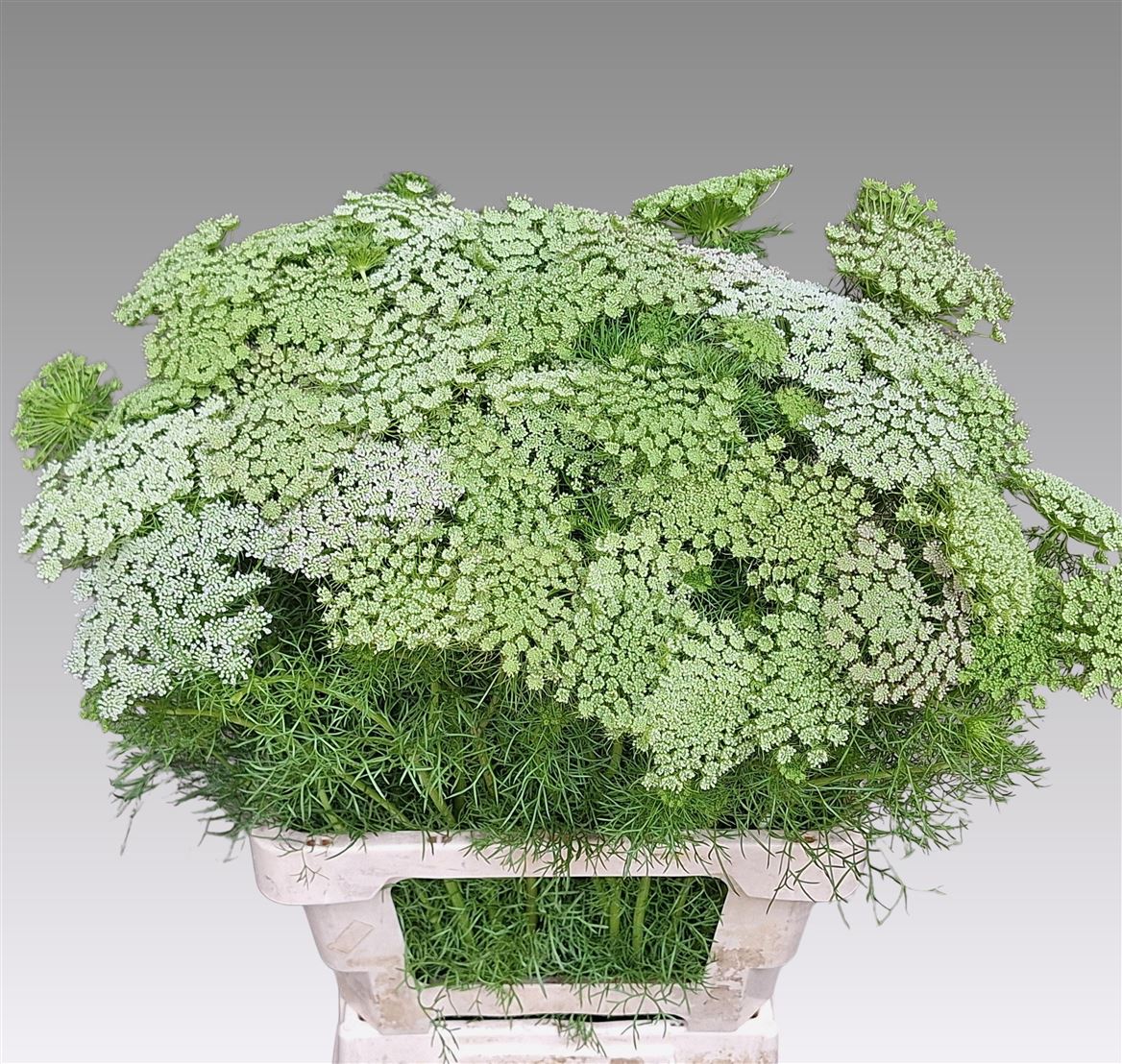 Ammi Visnaga Casablanca 70cm