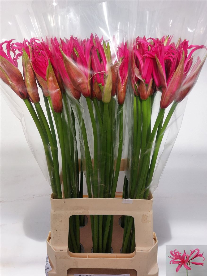 Nerine Roussy 70cm