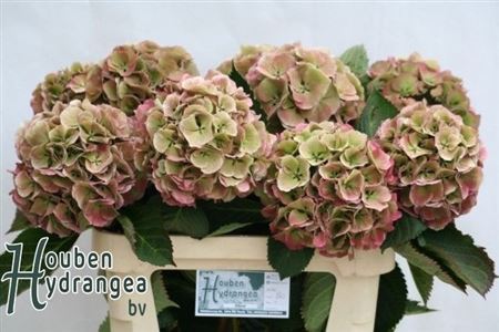 Hydrangea Elbtal Classic 80cm 17-19cm Hd