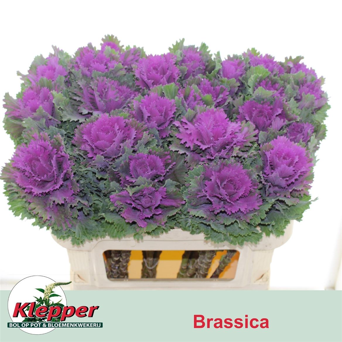 Brassica Altair 70cm