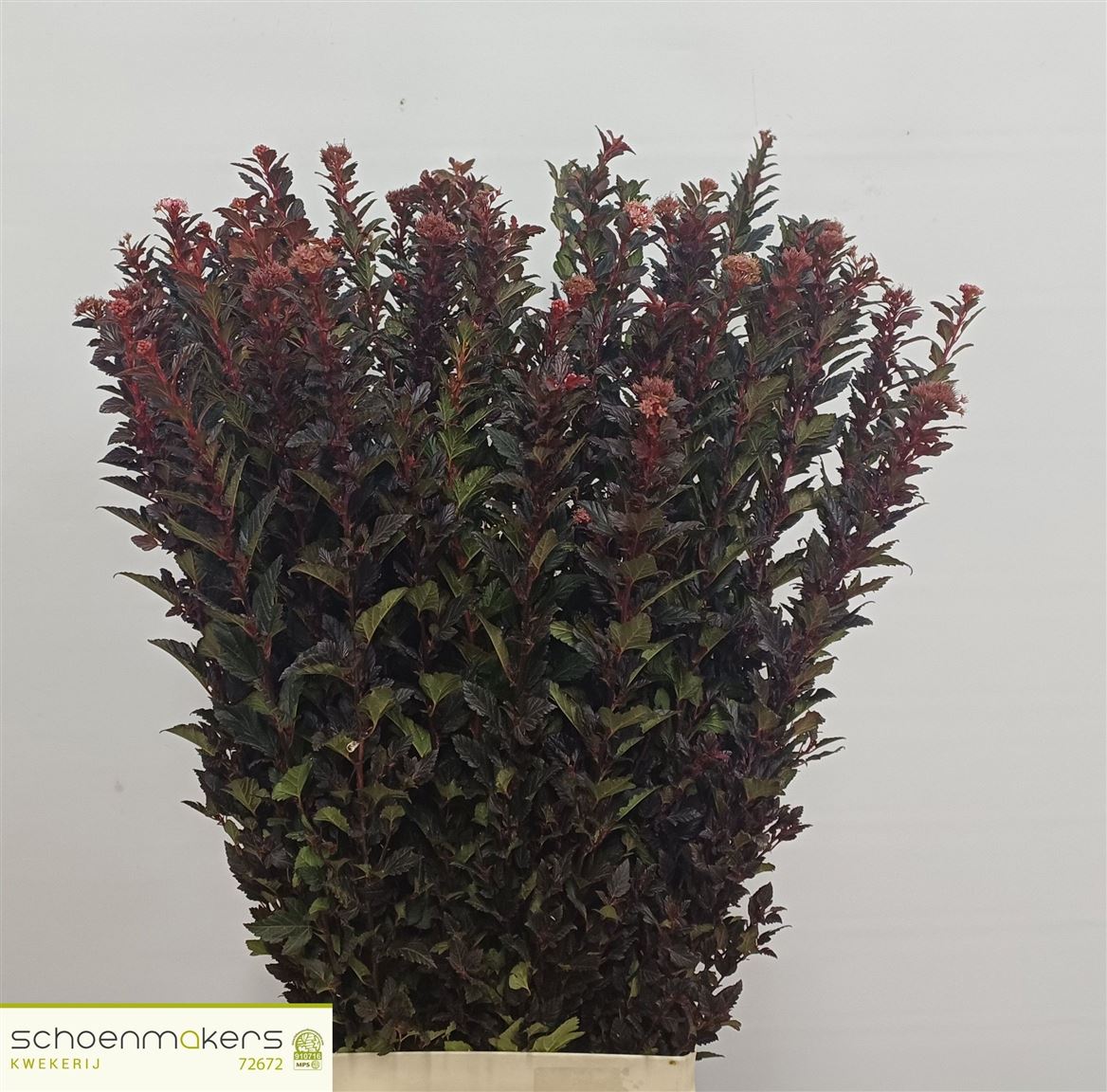 Physocarpus Magical Sweet Cherry 80cm