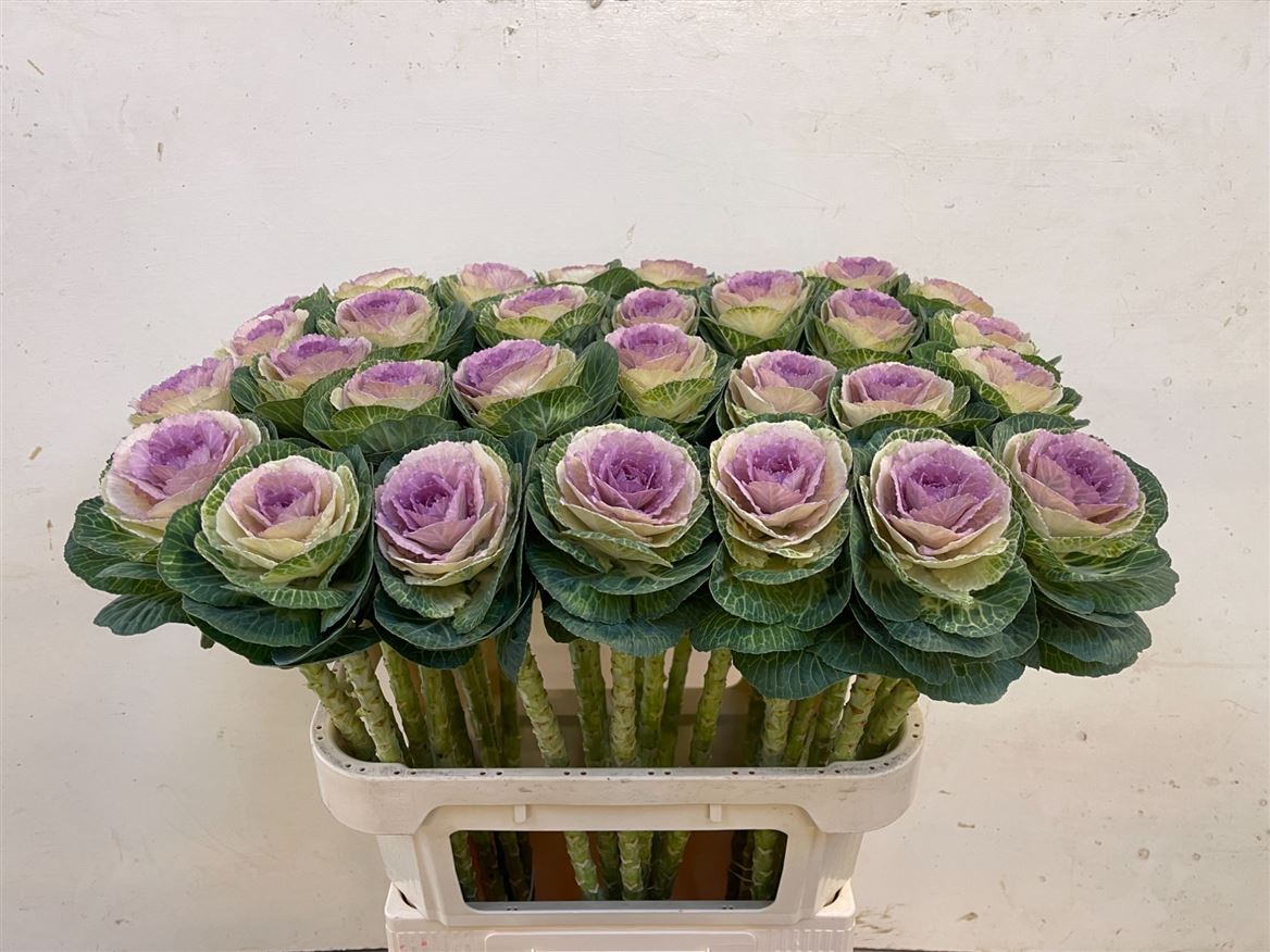 Brassica Crane Bicolour 75cm