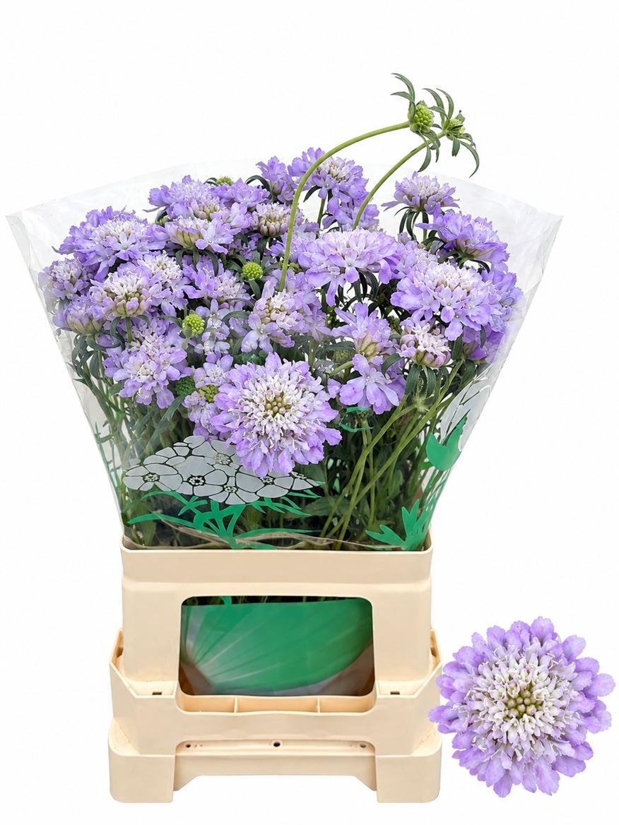 Scabiosa Dark Lavender Bon Bon Scoop 60cm