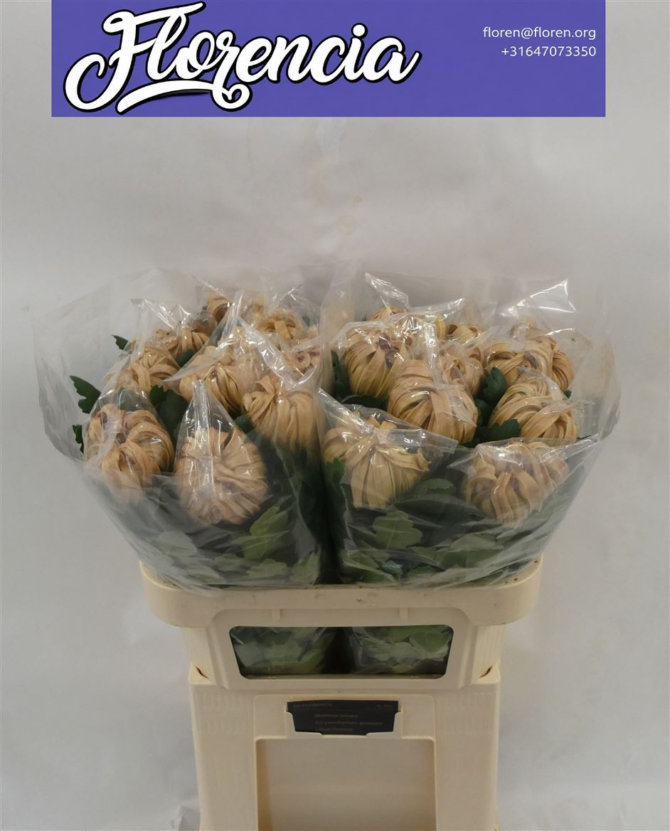 Chrysanth Single Vienna Copper 80cm 145gr.