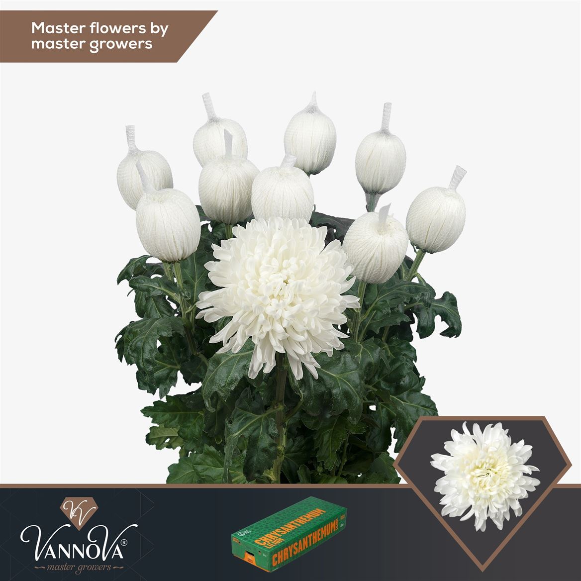 Chrysanth Single Antonov 75cm 100gr.