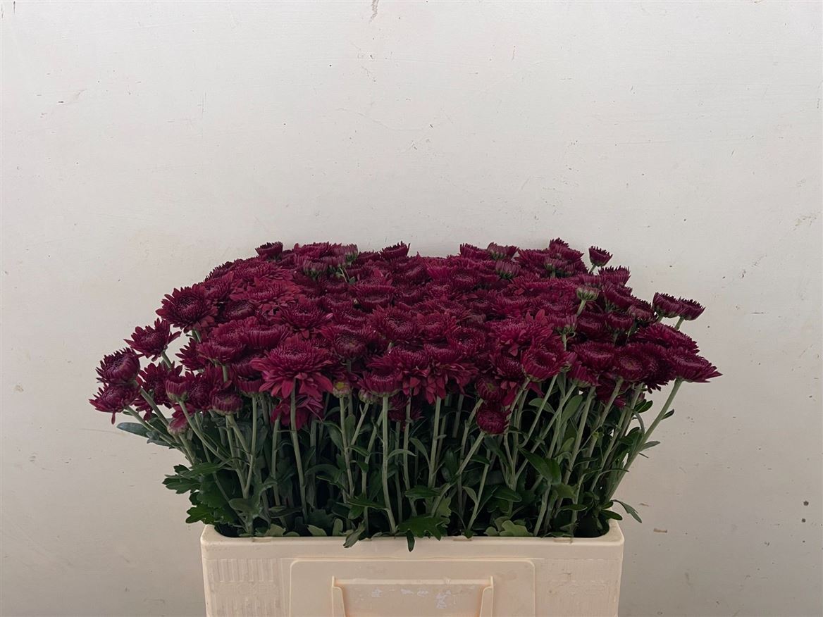 Chrysanth Spray Smokey 55cm 65gr.