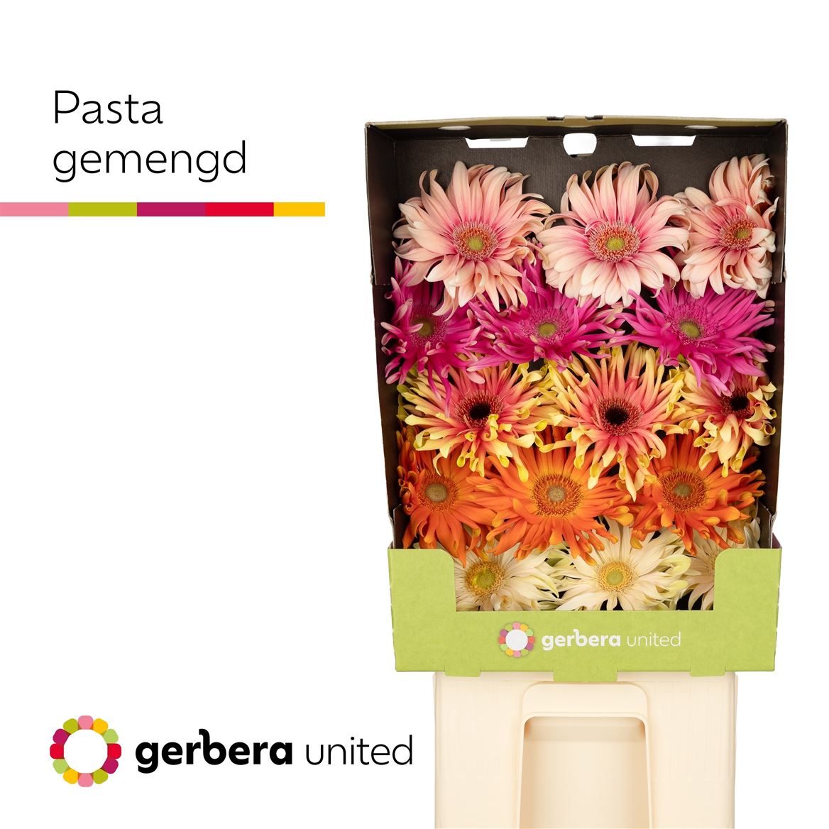 Gerbera Pasta Assorted 50cm 10Ø