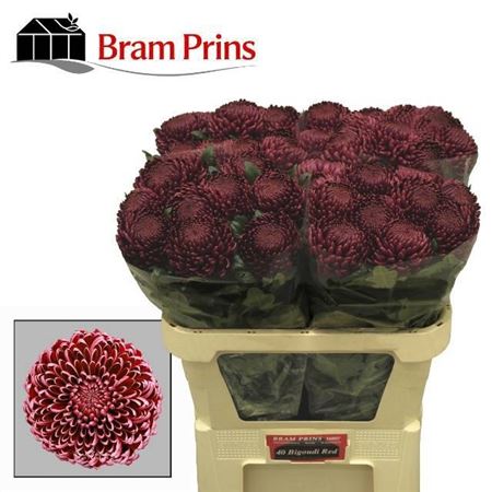 Chrysanth Single Bigoudi Red 75cm 105gr.