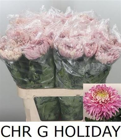 Chrysanth Single Holiday 85cm 150gr.