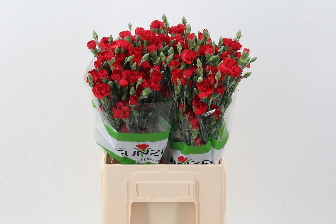 Dianthus Spray Zumba 65cm