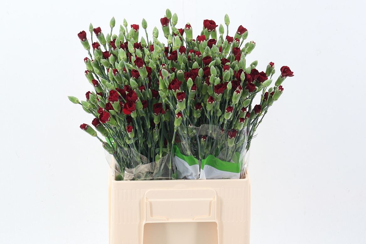 Dianthus Spray Chateau 65cm
