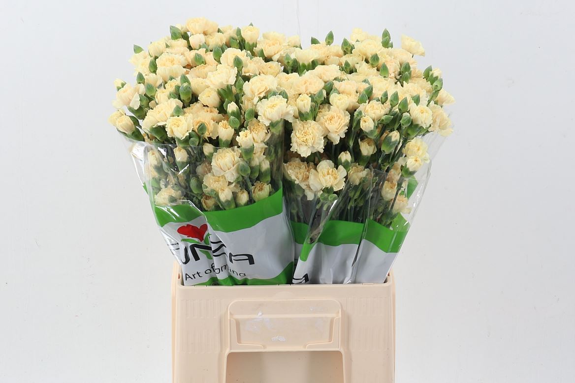 Dianthus Spray Cream Intermezzo 65cm