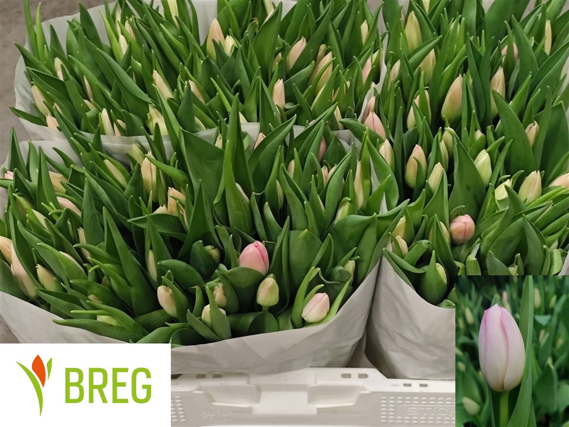 Tulip Single Dynasty 35cm 30gr.
