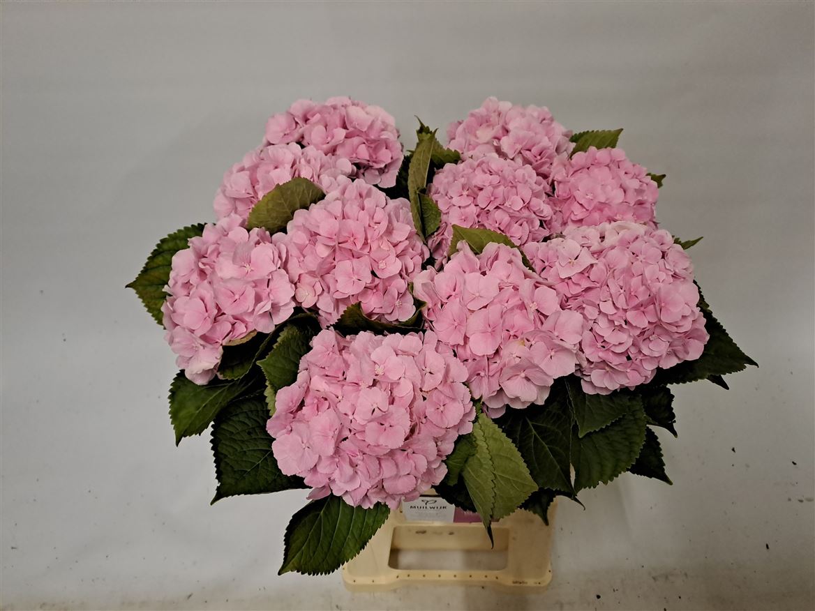 Hydrangea Verena 60cm 13-15cm Hd