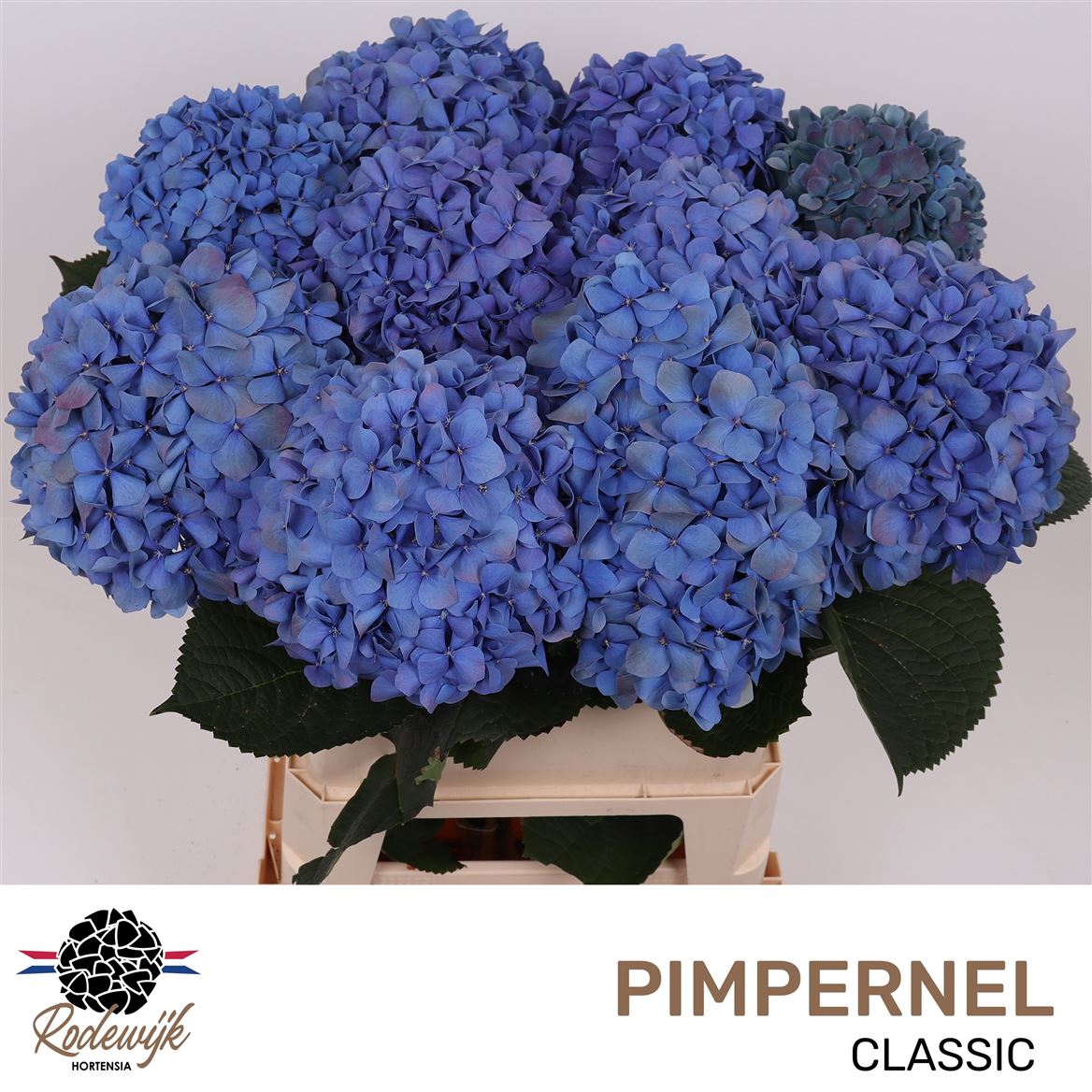 Hydrangea Pimpernel Classic 80cm 20-22cm Hd