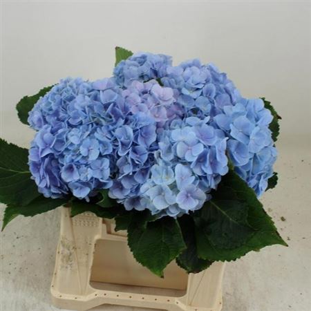 Hydrangea Verena Blue 40cm 11-13cm Hd