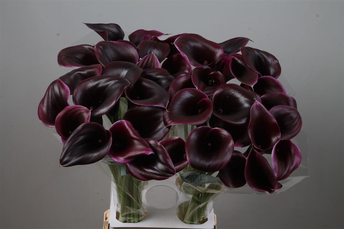 Zantedeschia Cantor 80cm