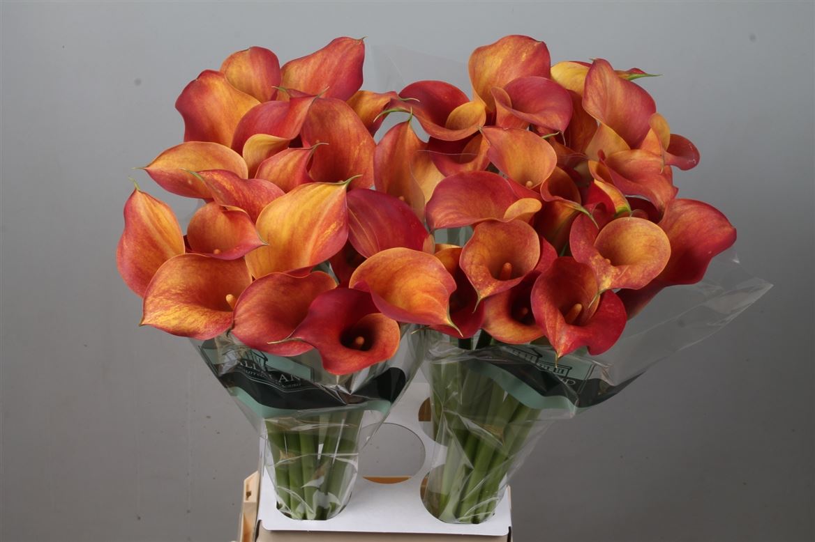 Zantedeschia Captain Trinity 80cm