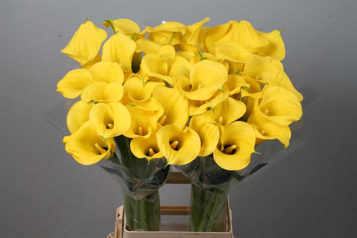 Zantedeschia Sunny Art 80cm