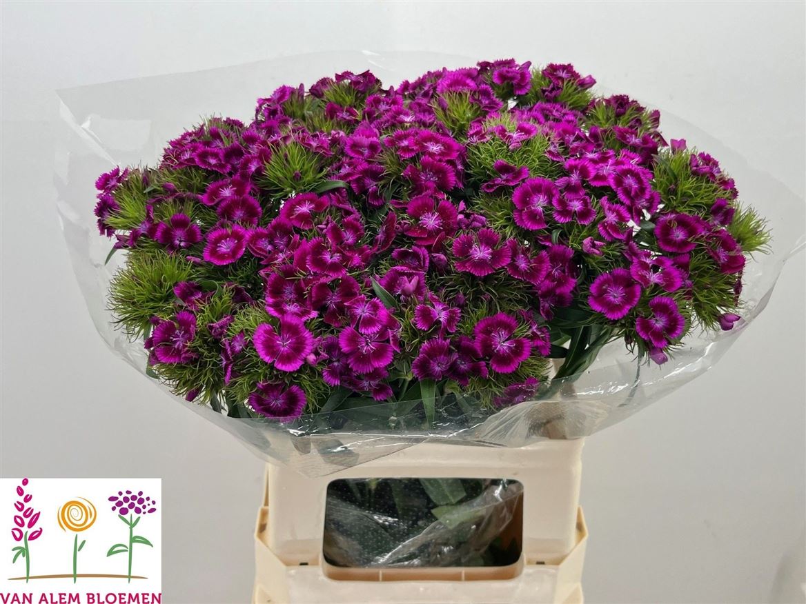 Dianthus Barb Sweet Will Magenta Bicolour 60cm