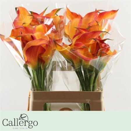 Zantedeschia Morning Sun 60cm