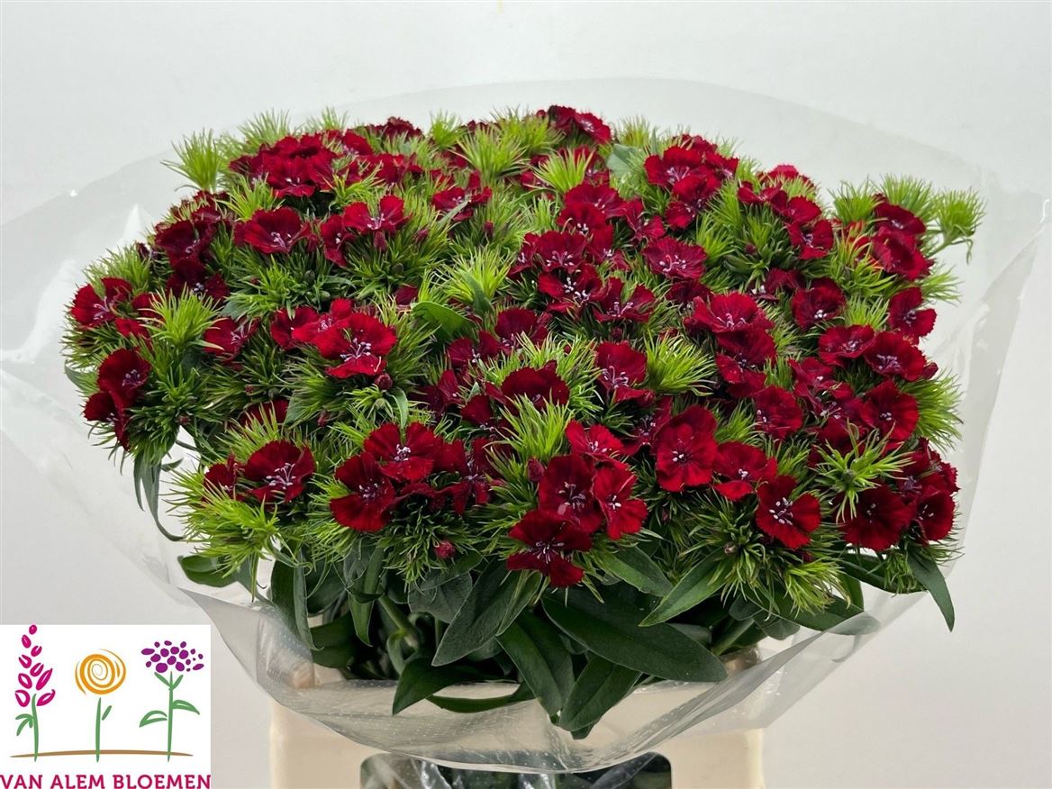 Dianthus Barb Sweet Will Red 55cm