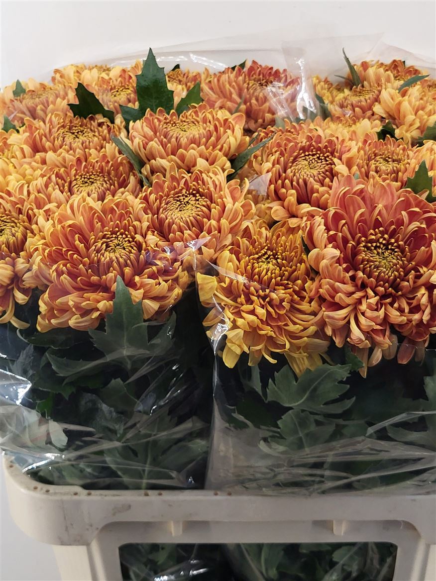Chrysanth Single Bislet 80cm 100gr.