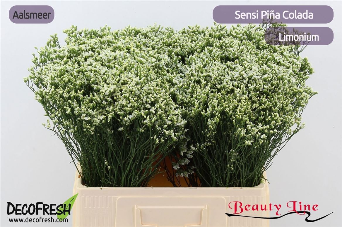 Limonium Sinense Sensi Piña Colada 60cm 20gr.
