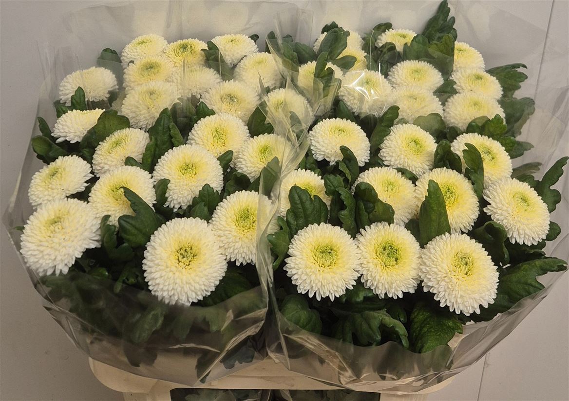 Chrysanth Single Ping Pong 75cm 70gr.