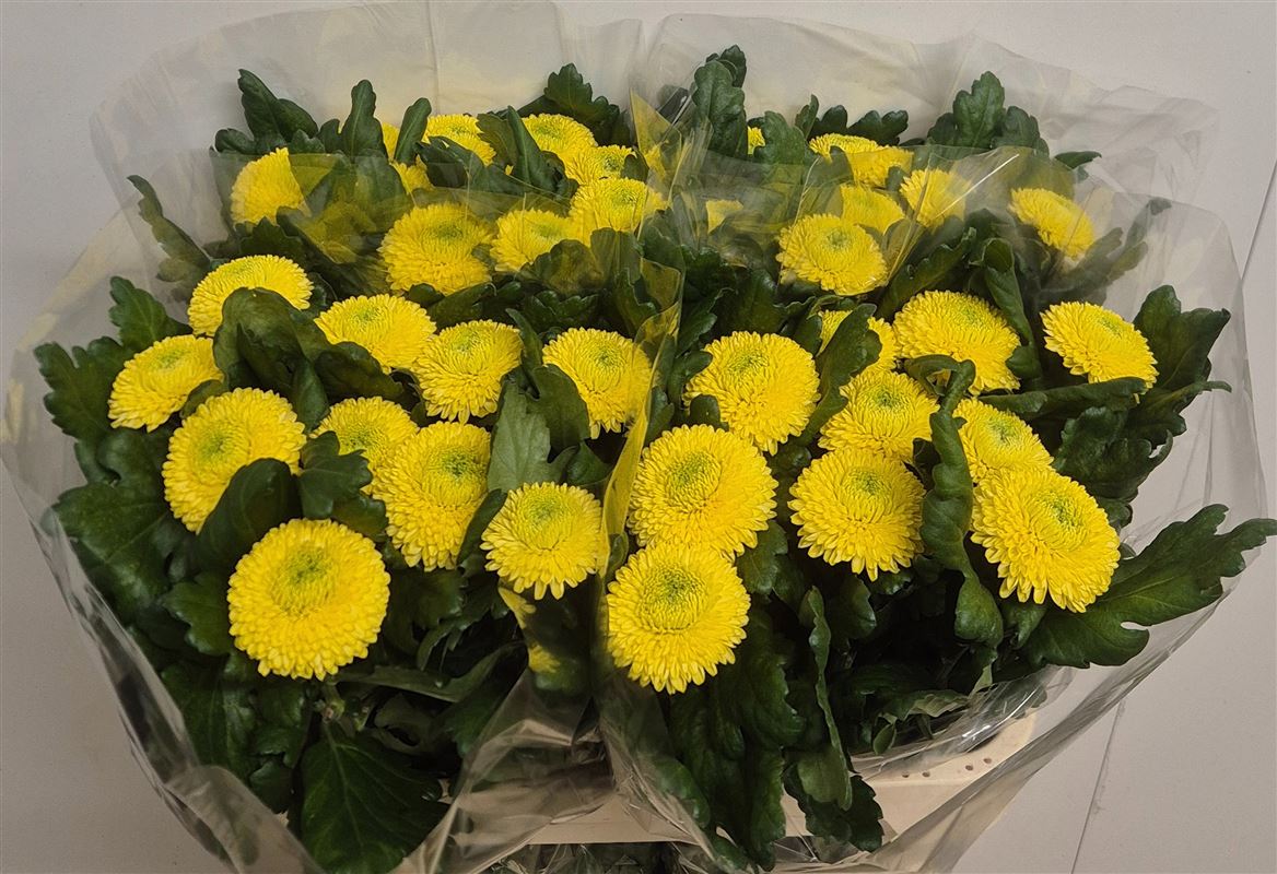 Chrysanth Single Golden Ping Pong 75cm 75gr.