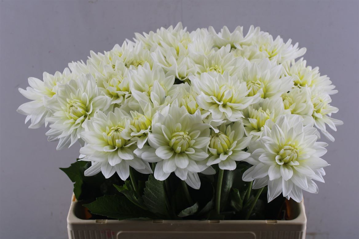 Dahlia Karma Maarten Zwaan 60cm