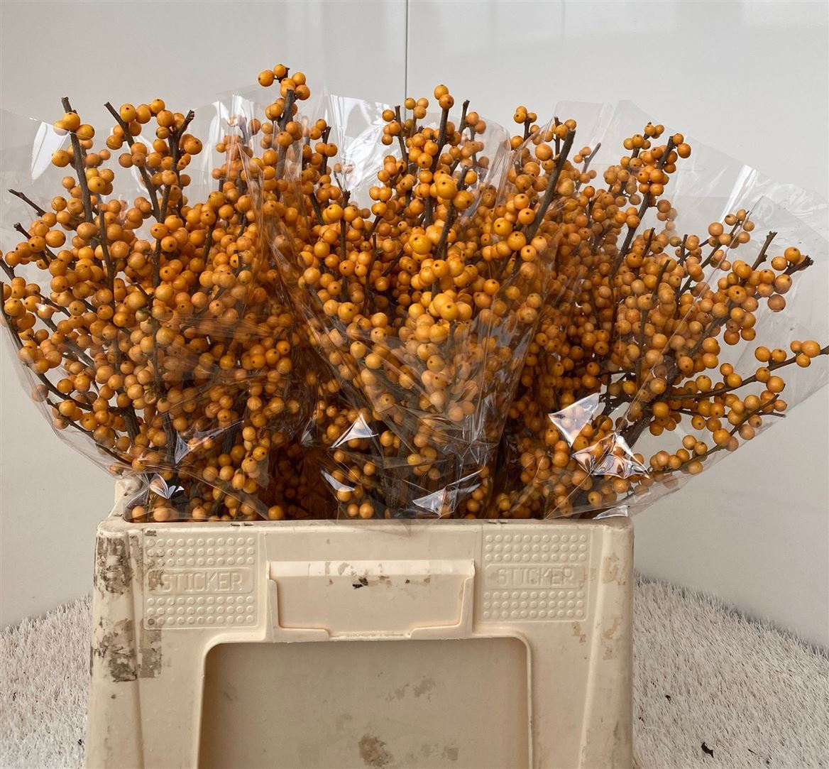 Ilex Verticillata Golden Verboom 60cm