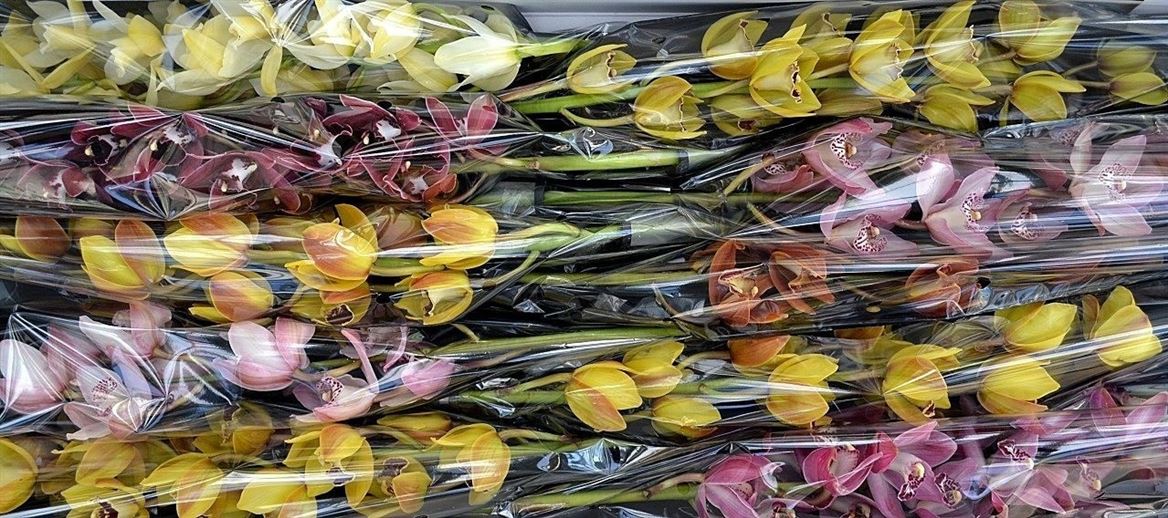 Cymbidium Mini Mix 60cm