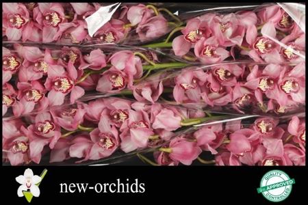 Cymbidium Sky Scraper 80cm