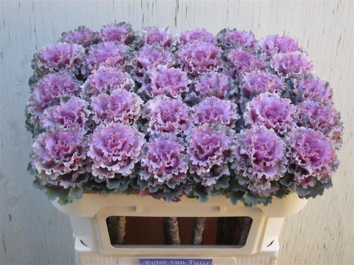 Brassica Crane Ruffle Rose 65cm