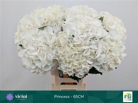 Hydrangea Royal Princess 65cm 18-20cm Hd