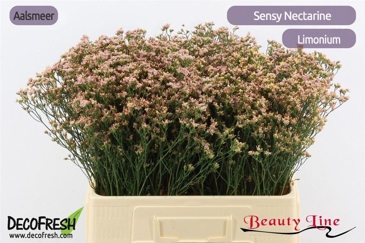 Limonium Sinense Sensy Nectarine 60cm 20gr.