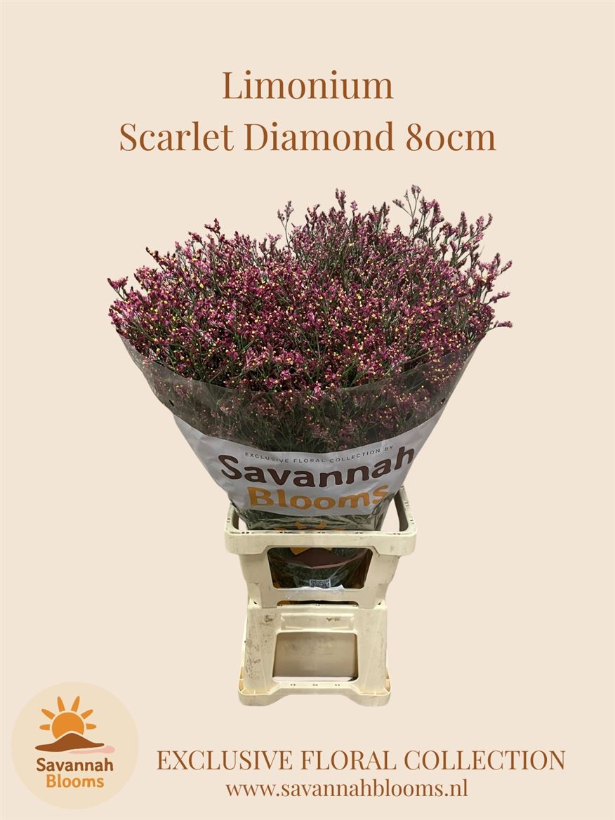 Limonium Sinense Scarlet Diamond 80cm 40gr.