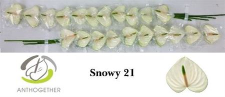 Anthurium Snowy 6Ø