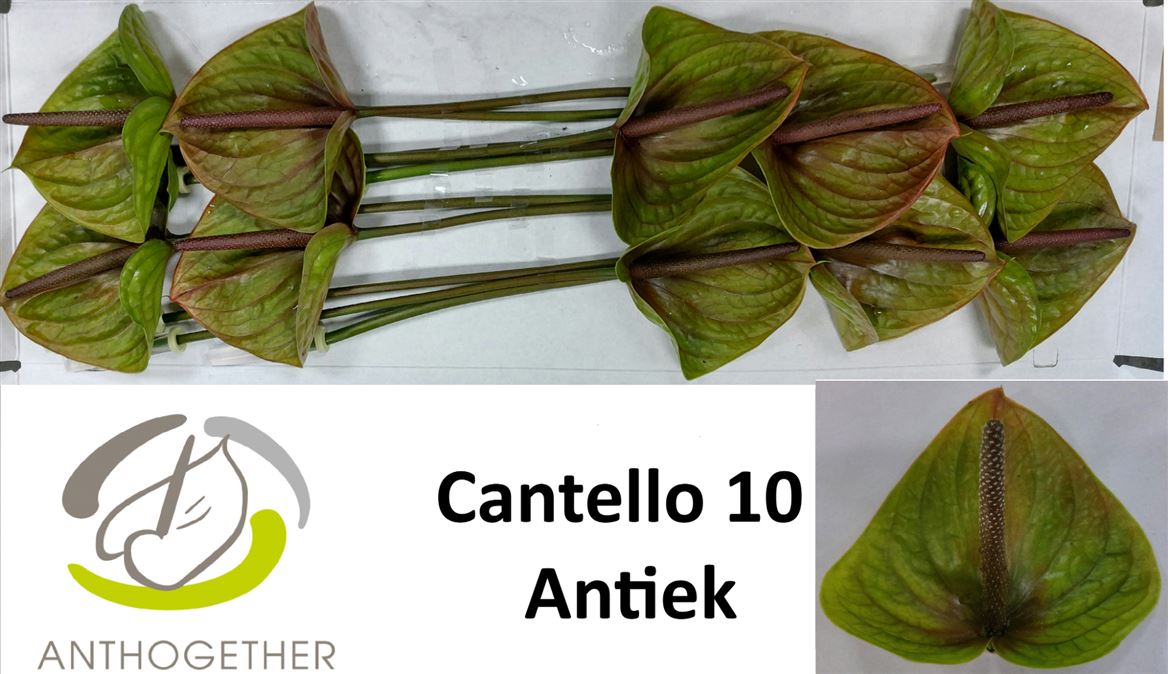 Anthurium Cantello 13Ø