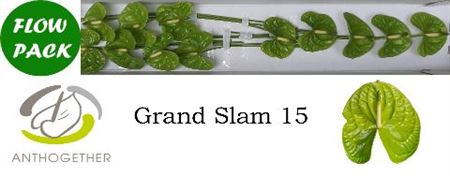 Anthurium Grand Slam 7Ø