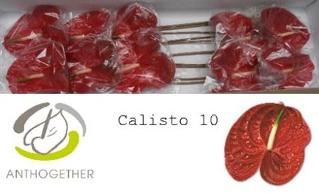 Anthurium Calisto 15Ø