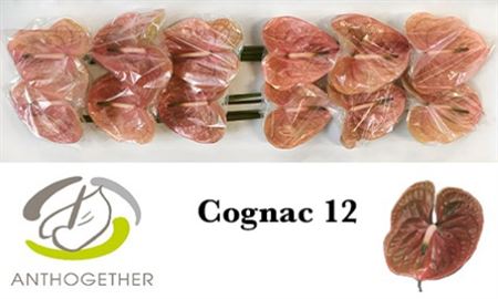 Anthurium Cognac 13Ø